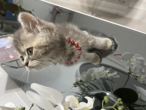 British kedim yeni sahibini arıyor