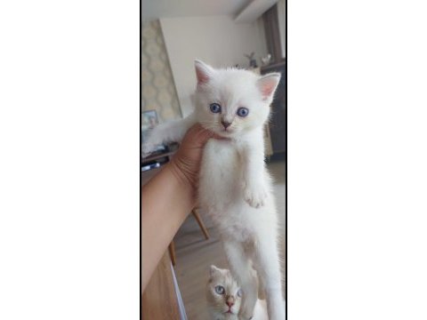 British shorthair 2 aylık