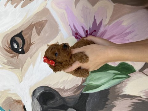 Toy poodle köpeğimiz 2 aylık