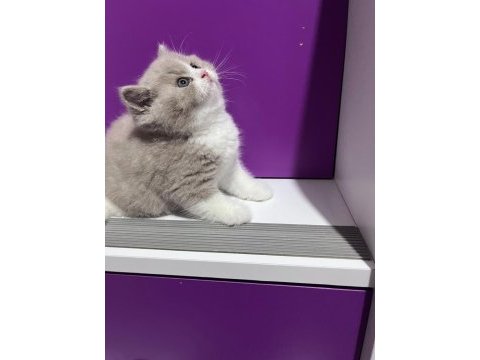 Asil duruşlu fawn bicolor yakışıklısı kedimiz