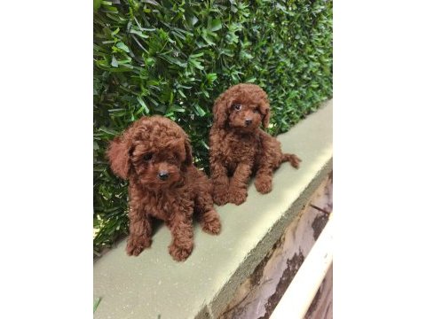 Toy poodle yavrular