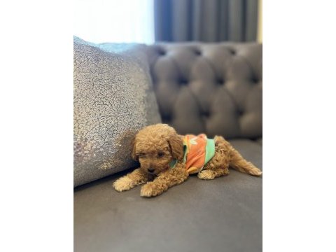 Safkan poodle yavru