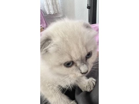 Blue point yavru british shorthair