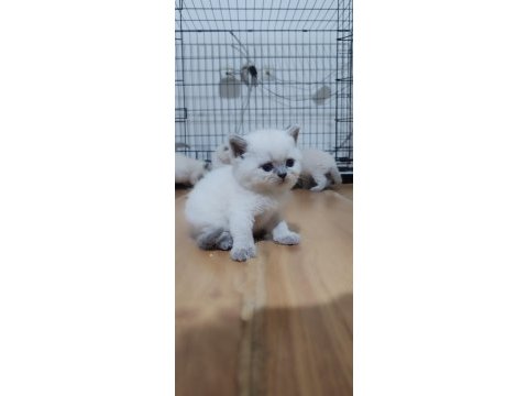 Safkan british shorthair bebeklerim hazır
