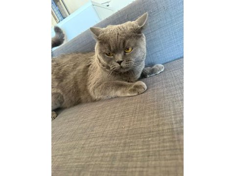 3 yaşında çok sevecen erkek ve kısır british shorthair