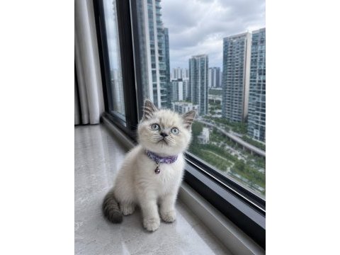 British shorthair blue point silver point