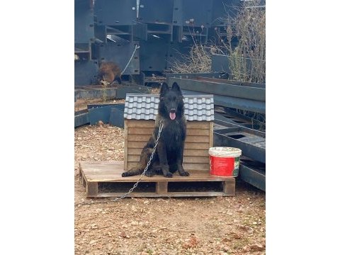 Evine bahçesine dost arayana özel yavru köpekler