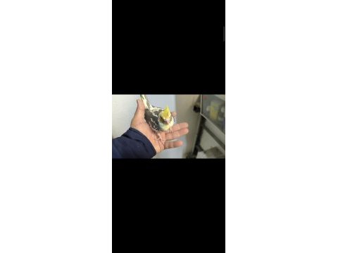 Eğitmelik yavru sultan papağanları