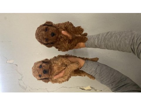 Red toy poodle bebekler