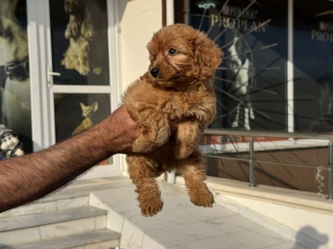 Yasal ruhsatlı çiftlikde ziyarete açık maltipoo 