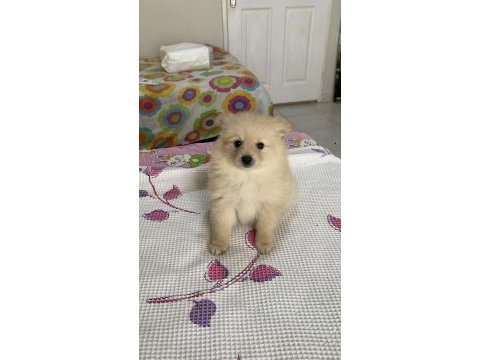 Erkek pomeranian bebek