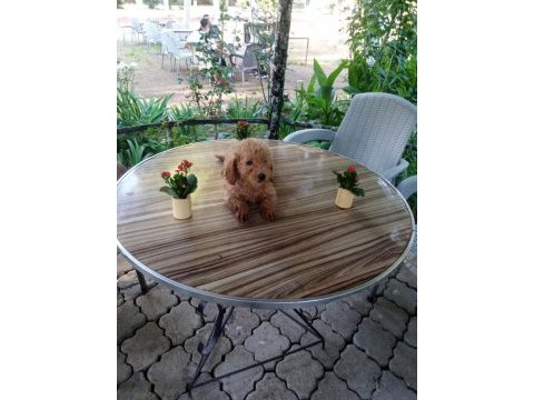 Toy poodle yavruları