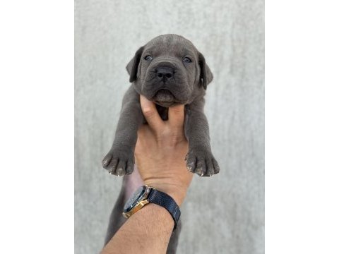 Dev blue cane corso bebekler