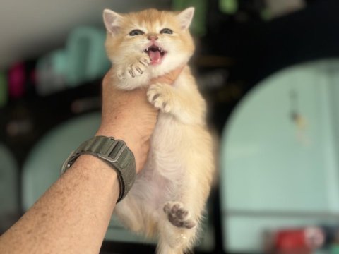 Çok özel ny12 golden british shorthair yavrularımız