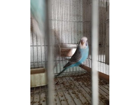 40 günlük alıştırmalık jumbo kırığı muhabbet kuşu yavrular