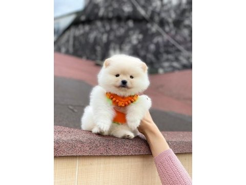 Pomeranian bebekler (teddy bear spitz)