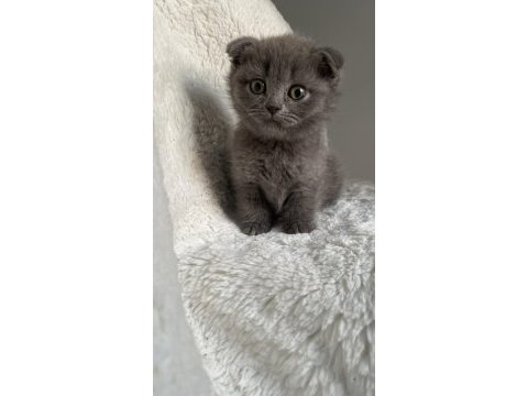Mükemmel huylu scottish fold yavrumuz