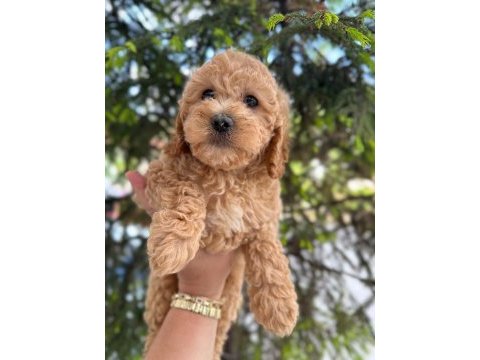 Toy poodle yavru köpeğimiz