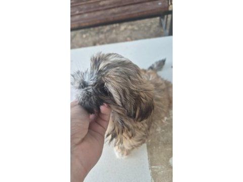 Sıfır burun uslu shih tzu