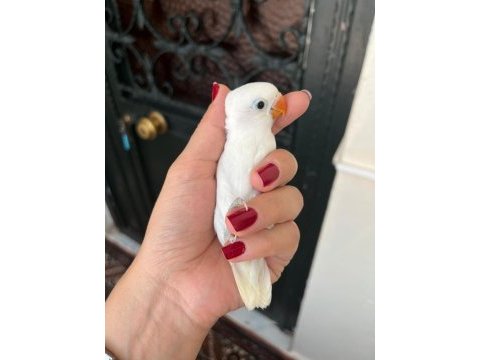 Yavru cennet papağanı