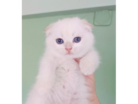 Üst düzey gen hattı golden point scottish fold bebekler