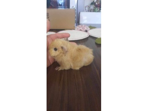 Peruvan ginepig yavrumuz