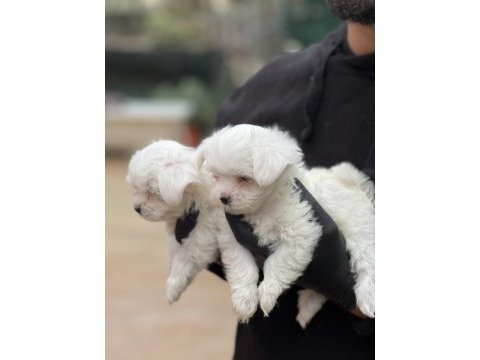 Maltese yavrular