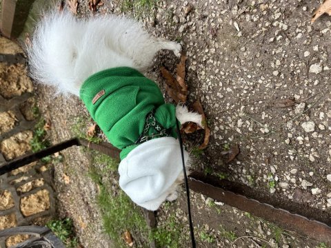 18 aylık pomeranian bütün aşıları tamam tuvalet eğitimi tam
