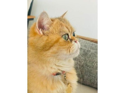 Çok acil yuva bu yakışıklı çocuğa kedimiz