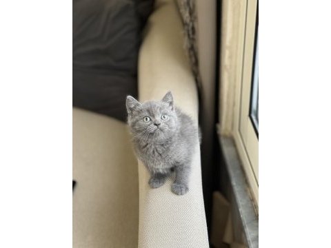 Güzel bebeğim blue british shorthair yavrum