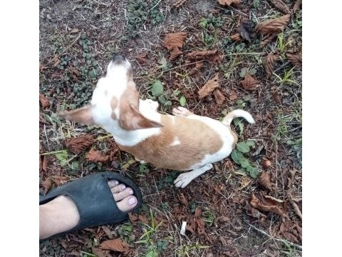 Anne altından ve ev ortamından chihuahua