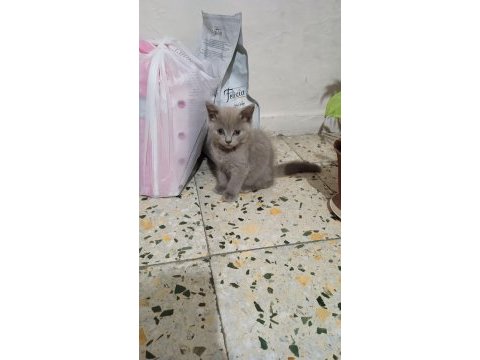 3 aylık british shorthair
