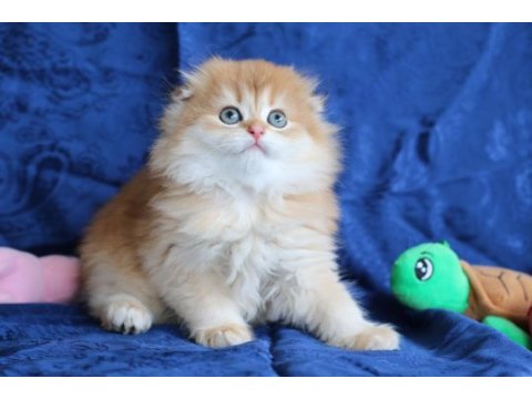 Kalite scottish fold arayanlara