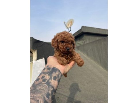 Dark red brown ve red brown poodle yavrular