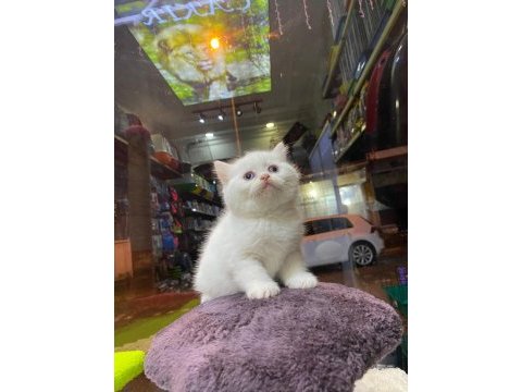 Scottish fold ve british her cins kaliteli yavru kedilerimiz