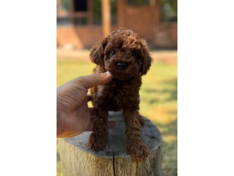 Seçkin kan hattından toy poodle yavruları