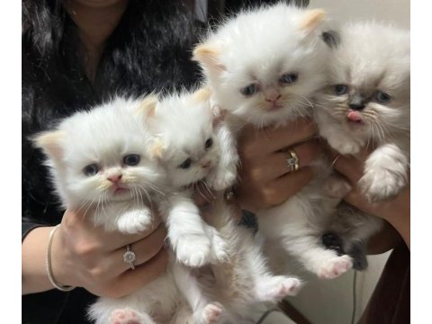 British longhair mavişler yeni aileler aranıyor