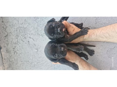 Cane corso köpeğimiz