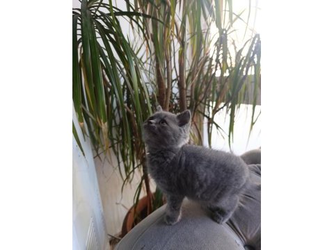 Sevimli british shorthair bebekler