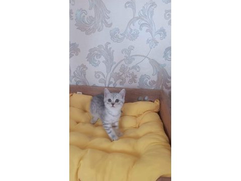Silver tabby yavrularımız british shorthair