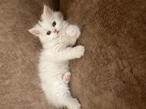 British longhair 2 aylık