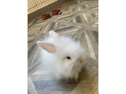 3 aylık evcil teddy lop tavşan