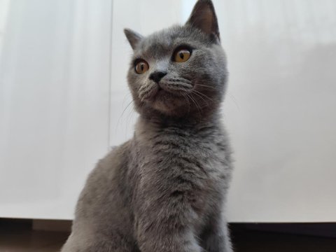 British shorthair 8 aylık