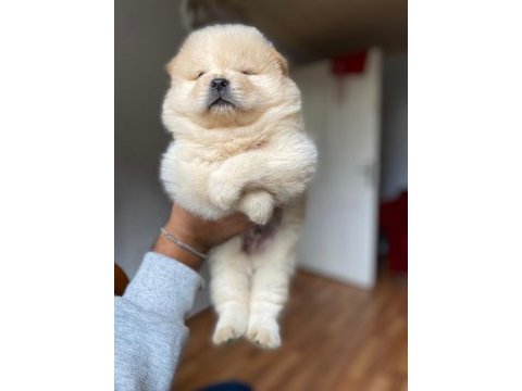 A kalite panda surat chow chow çin aslanı