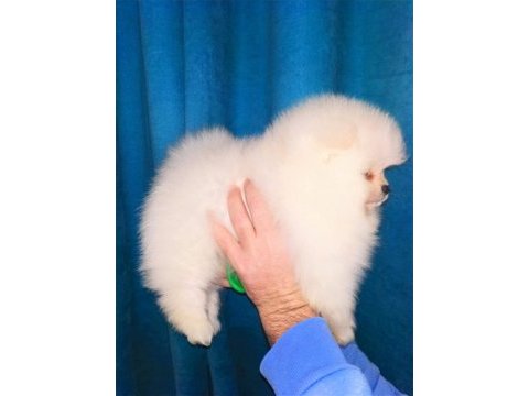 Mükemmel kalite ultra mini pomeranian boy 2kg geçmeyecek