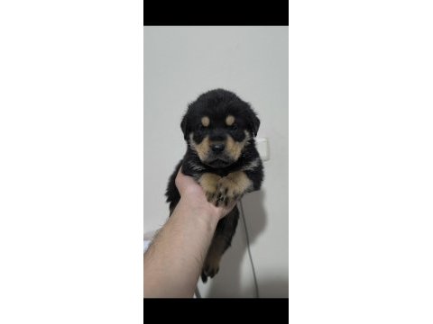 Kaliteli rottweiler yavrularımız