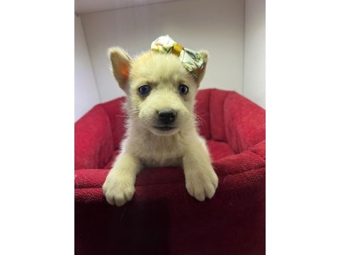 Orjinal husky köpekler