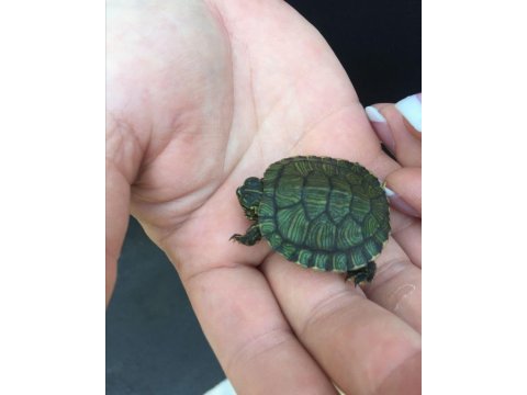 Su kaplumbağası donatello yavrularımız