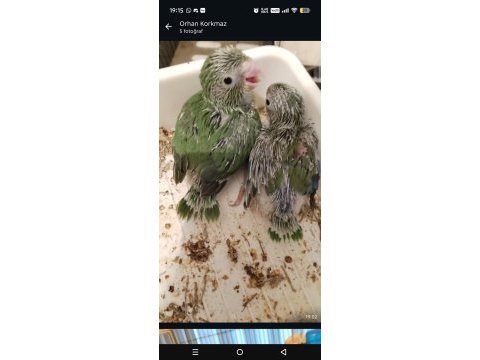 Forpus papağanı yavruları