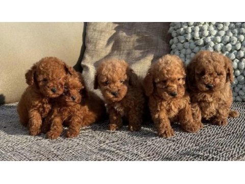 A kalite apricoat toy poodle yavrular